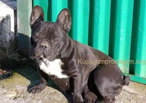 Na prodaju stenci francuskog bulldoga - 9/9