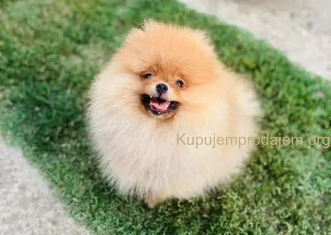 Pomeranac prelepo musko stene - 1/7