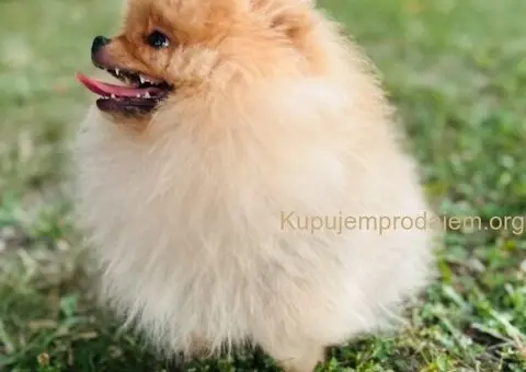 Pomeranac prelepo musko stene - 4/7