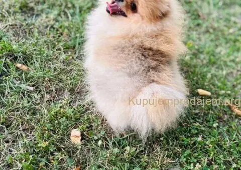 Pomeranac prelepo musko stene - 6/7