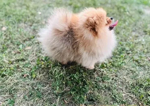 Pomeranac prelepo musko stene - 7/7