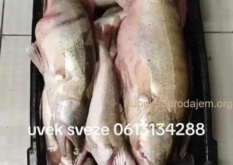 Prodajem svezu ribu - 1/4