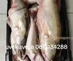Prodajem svezu ribu