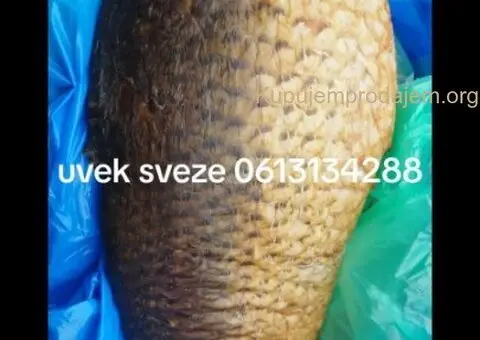 Prodajem svezu ribu - 2/4