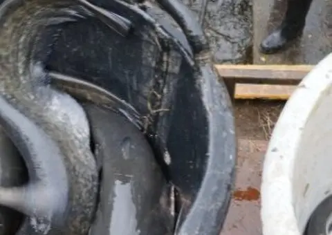 Prodajem svezu ribu - 4/4