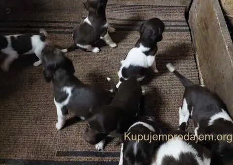 Na prodaju štenci rase Mini Minsterlender - 1/4