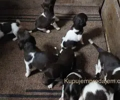 Na prodaju štenci rase Mini Minsterlender