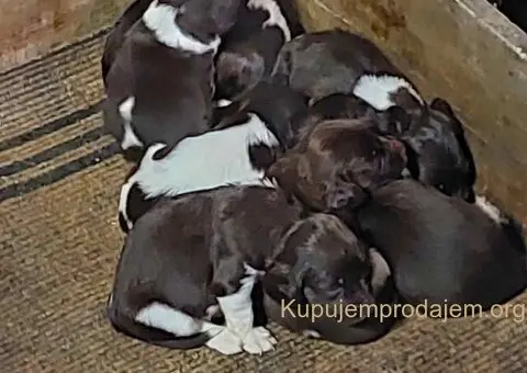 Na prodaju štenci rase Mini Minsterlender - 2/4