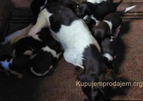 Na prodaju štenci rase Mini Minsterlender - 3/4