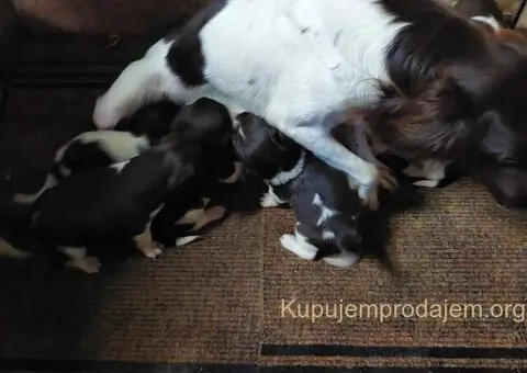 Na prodaju štenci rase Mini Minsterlender - 4/4