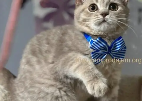 Dostupni skotski macici - 1/7