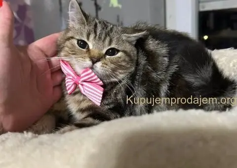 Dostupni skotski macici - 2/7