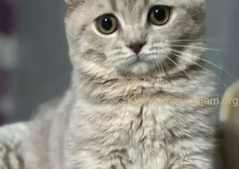 Dostupni skotski macici - 3/7