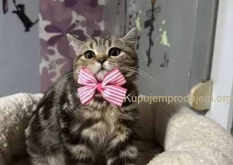 Dostupni skotski macici - 4/7