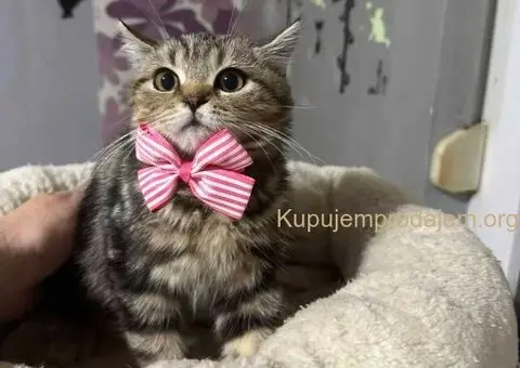 Dostupni skotski macici - 5/7