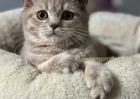 Dostupni skotski macici - 6/7