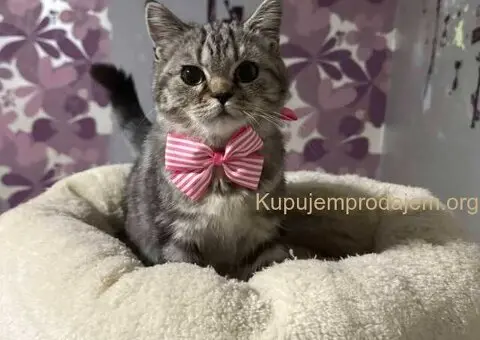 Dostupni skotski macici - 7/7