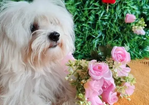 U ponudi ženke Maltezera - 1/5