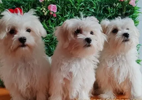 U ponudi ženke Maltezera - 2/5