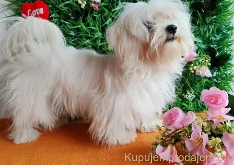 U ponudi ženke Maltezera - 3/5