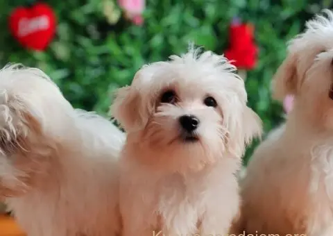 U ponudi ženke Maltezera - 4/5