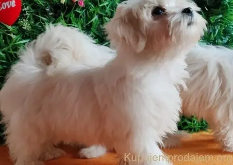 U ponudi ženke Maltezera - 5/5