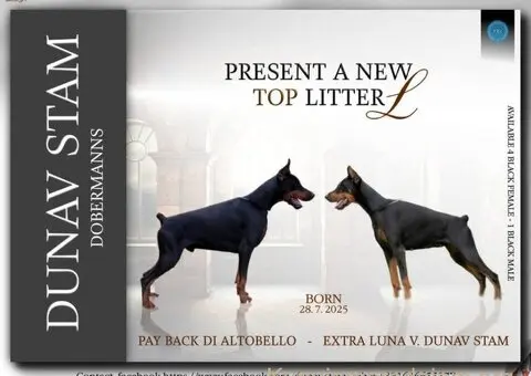 Doberman prelepi stenci - 1/5