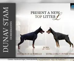 Doberman prelepi stenci