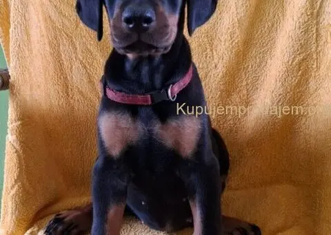 Doberman prelepi stenci - 2/5