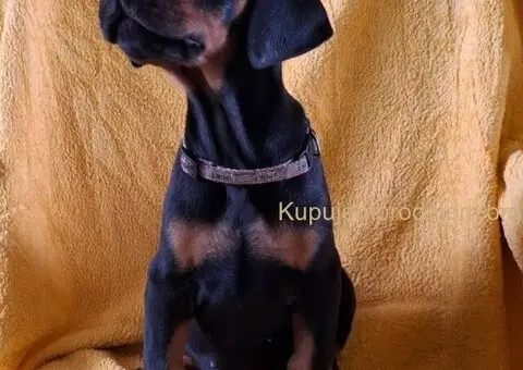 Doberman prelepi stenci - 3/5