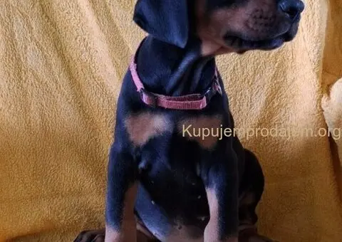 Doberman prelepi stenci - 4/5