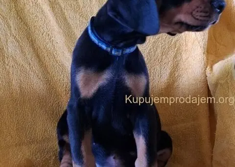 Doberman prelepi stenci - 5/5