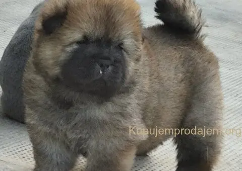 Chow Chow muško - 1/3