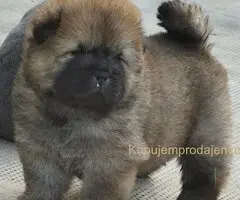 Chow Chow muško