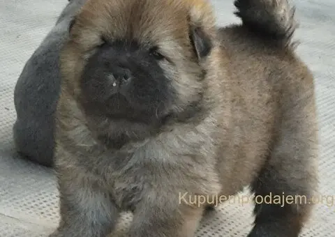 Chow Chow muško - 2/3