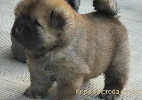 Chow Chow muško - 3/3