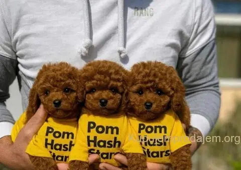 Najmanje pudle, od najlepsih roditelja u Evropi - 1/5