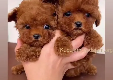 Najmanje pudle, od najlepsih roditelja u Evropi - 2/5