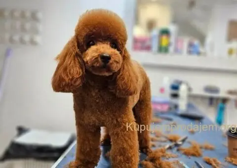 Najmanje pudle, od najlepsih roditelja u Evropi - 3/5