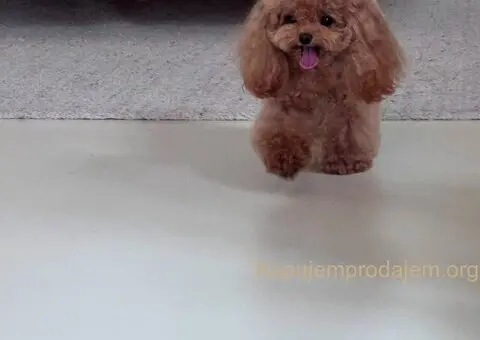 Najmanje pudle, od najlepsih roditelja u Evropi - 4/5