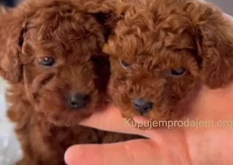 Najmanje pudle, od najlepsih roditelja u Evropi - 5/5