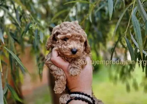 Bata i seka toy pudle - 2/5