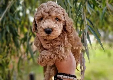 Bata i seka toy pudle - 4/5