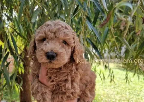 Bata i seka toy pudle - 5/5