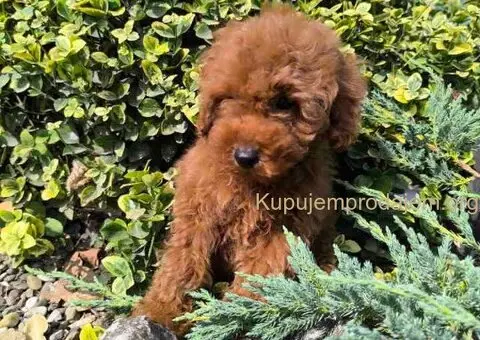 Preslatki dečaci toy pudle u crvenoj i aprikot boji - 1/8