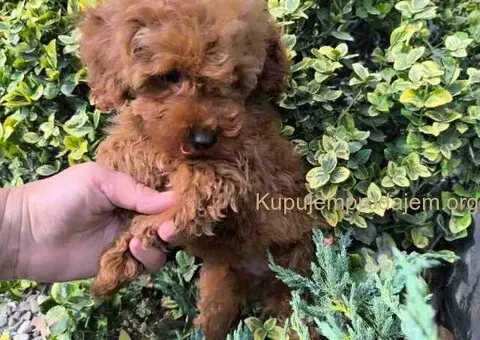 Preslatki dečaci toy pudle u crvenoj i aprikot boji - 2/8