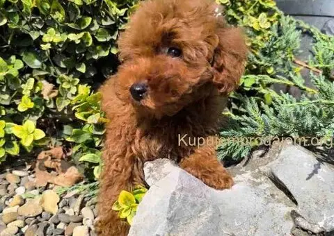 Preslatki dečaci toy pudle u crvenoj i aprikot boji - 3/8