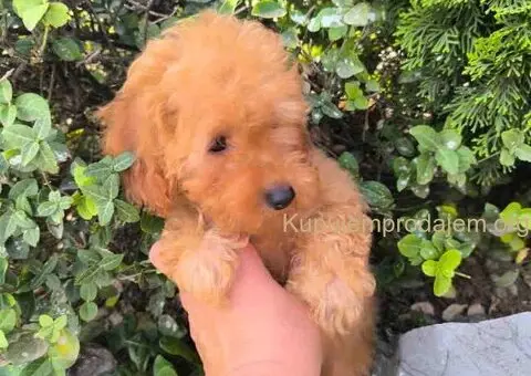 Preslatki dečaci toy pudle u crvenoj i aprikot boji - 4/8