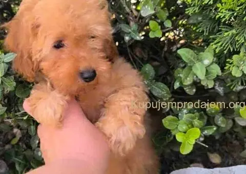 Preslatki dečaci toy pudle u crvenoj i aprikot boji - 5/8