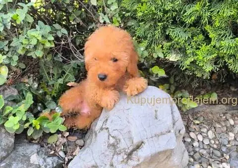 Preslatki dečaci toy pudle u crvenoj i aprikot boji - 6/8